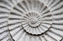 Load image into Gallery viewer, Shell Fossil
