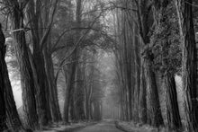 Load image into Gallery viewer, Acacia Daydreams
