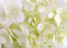 Load image into Gallery viewer, Heavenly Hydrangeas