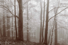 Load image into Gallery viewer, Secrets in the Forest