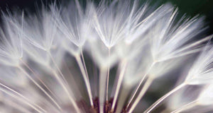 Daring Dandelion