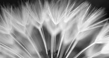 Load image into Gallery viewer, Daring Dandelion