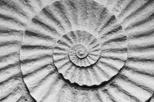 Shell Fossil