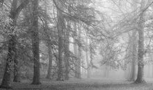 Load image into Gallery viewer, Autumn Daydreams (Black and White)
