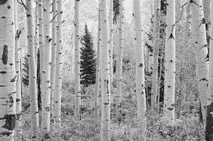 Elk Mountains, Colorado (Black and White)