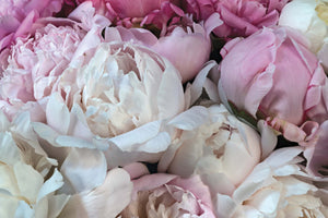 Pocket Full Of Peonies