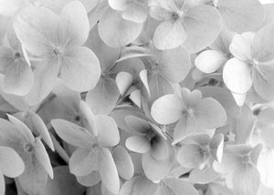 Heavenly Hydrangeas (Black & White)