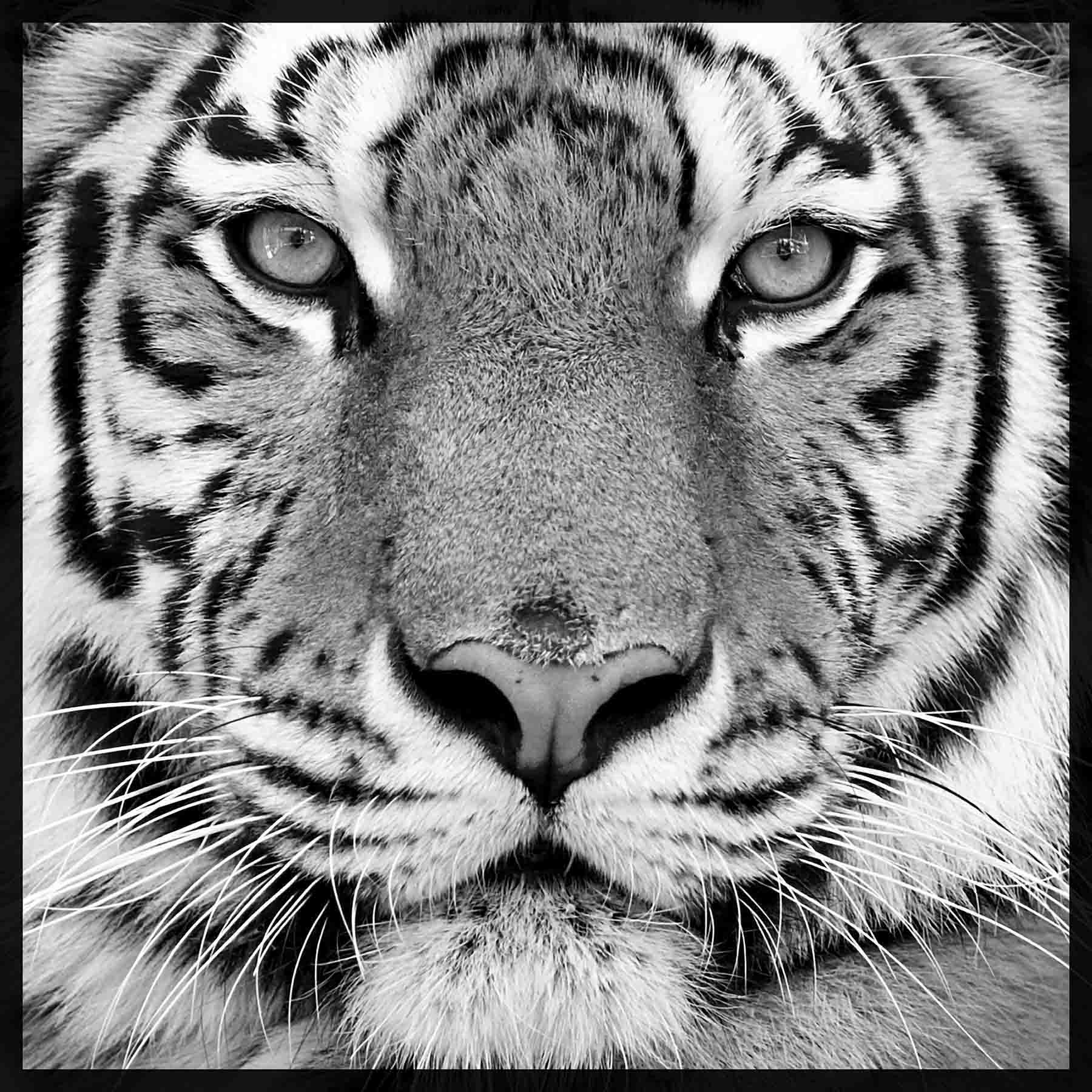 tiger wallpaper b and m